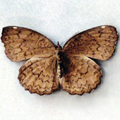 Common castor Ergolis merione merione